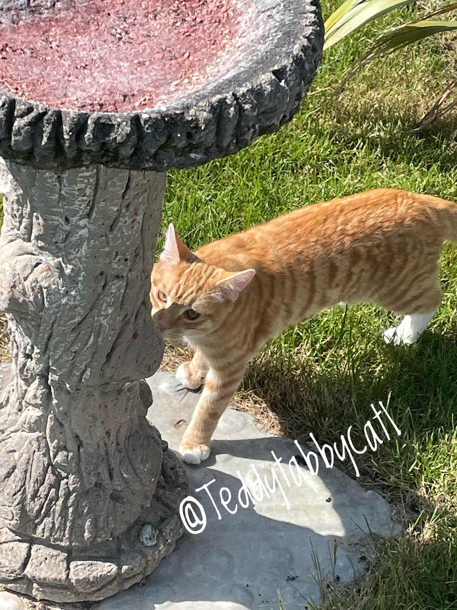 Meow 😸 Having a wonderful #Caturday in the sunshine ☀️! Enjoy it furends 😻🌻🌺💐😸💗🌹😽🐾

#Hedgewatch #sniffinislivin #bossTeddy #weekend #Saturday #SaturdayMorning #SaturdayThoughts