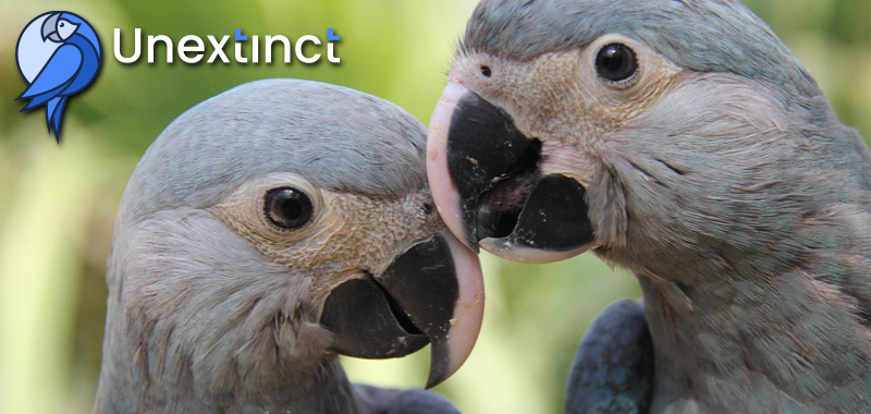 Support the Reintroduction of Endangered Species with Unextinct nftplazas.com/support-endang…