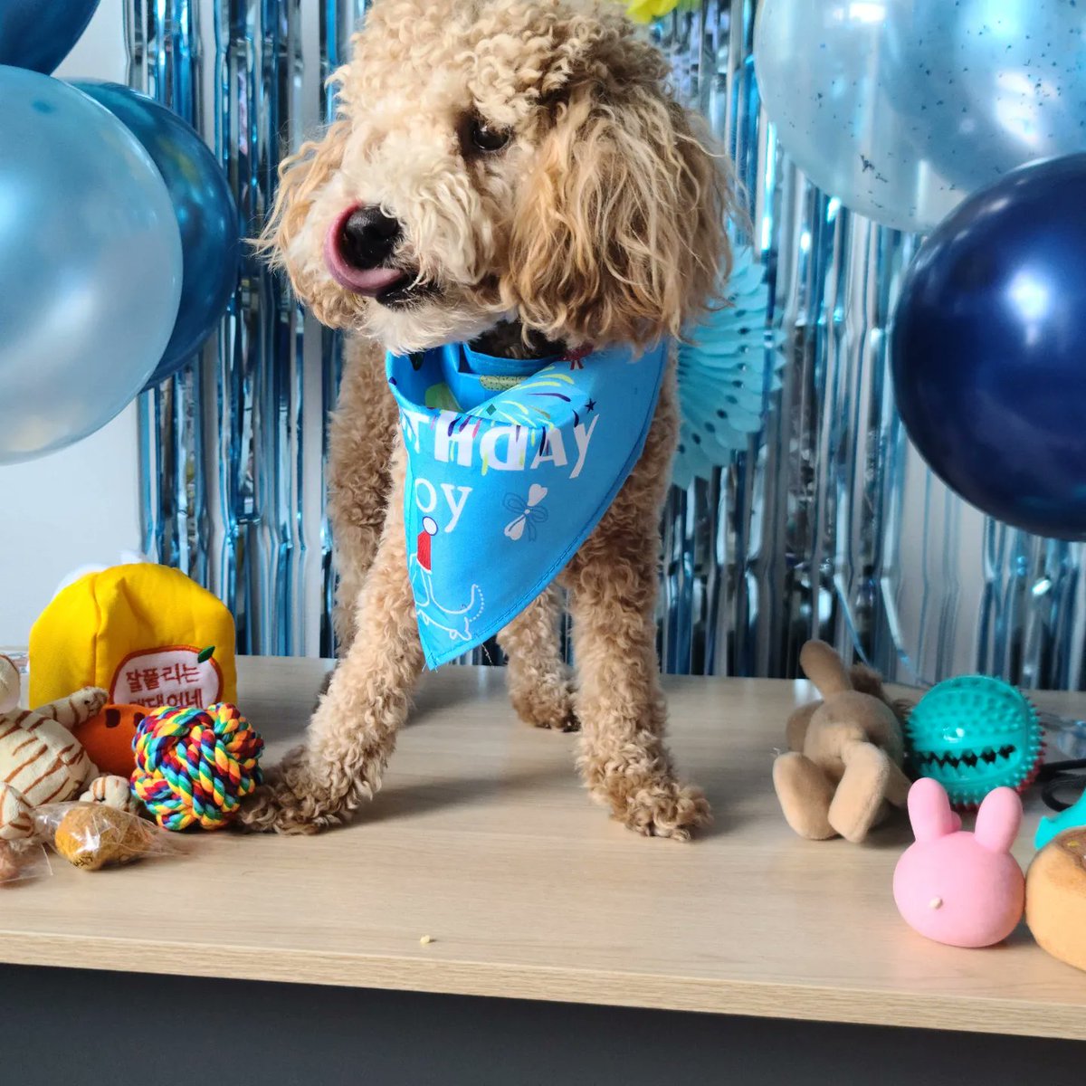 smilewithmiso's tweet photo. Miso's first birthday
#birthday #fairybday #DogsofTwittter #ratemydog #cute #cutedog #poodle https://t.co/Xgwx6tCyAd