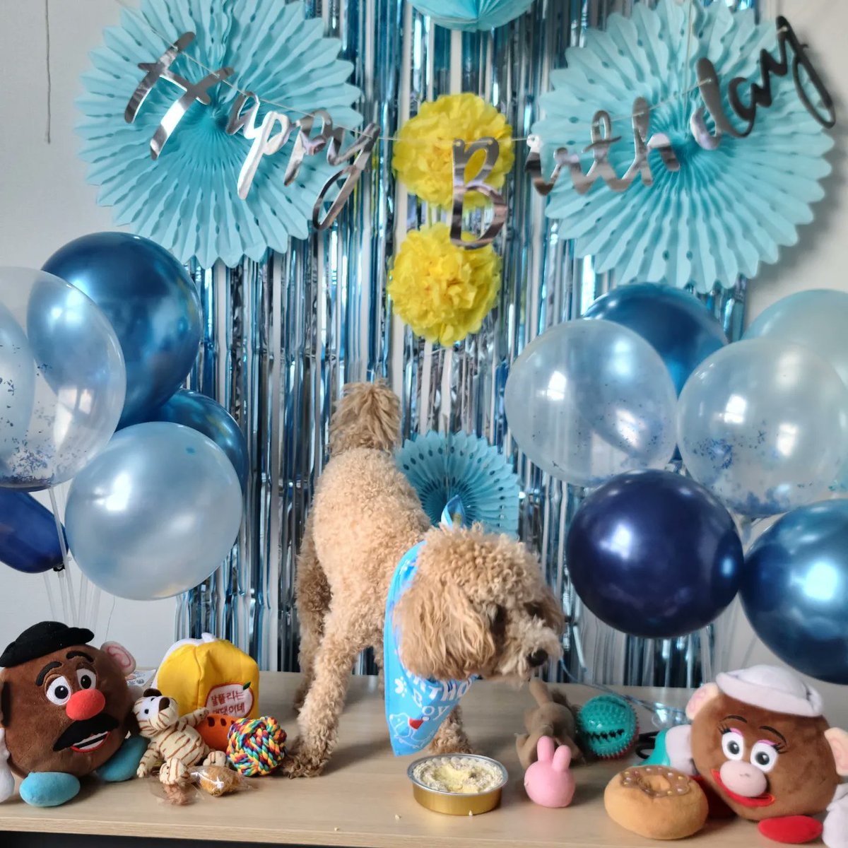 smilewithmiso's tweet photo. Miso's first birthday
#birthday #fairybday #DogsofTwittter #ratemydog #cute #cutedog #poodle https://t.co/Xgwx6tCyAd