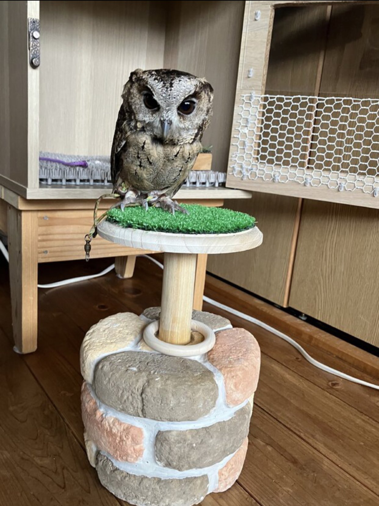 猛禽類 フクロウ ハリスホーク ノスリ 木製パーチ | iichi 日々