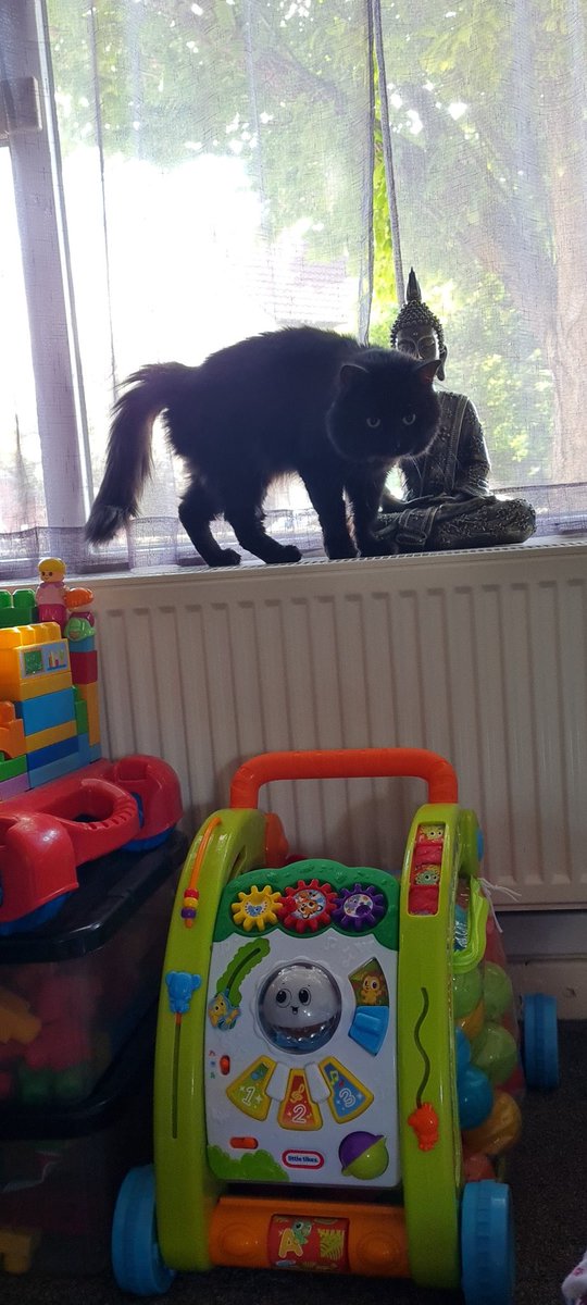 Beccasaurus2308's tweet photo. #caturday https://t.co/hXSsUuO72e