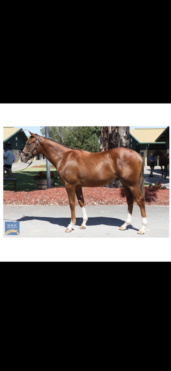 BelindaBlanch1's tweet photo. MM Adelaide 2022 purchase. By now G1 sire Gold Standard. #niceupdate https://t.co/WPczf2AvzZ