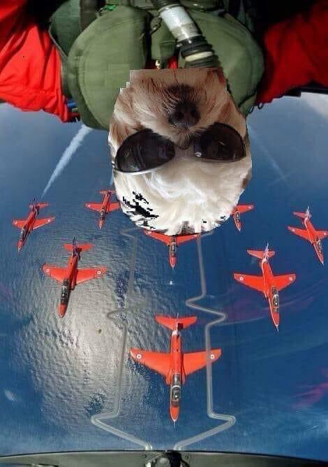 Parsley Meek tweet media