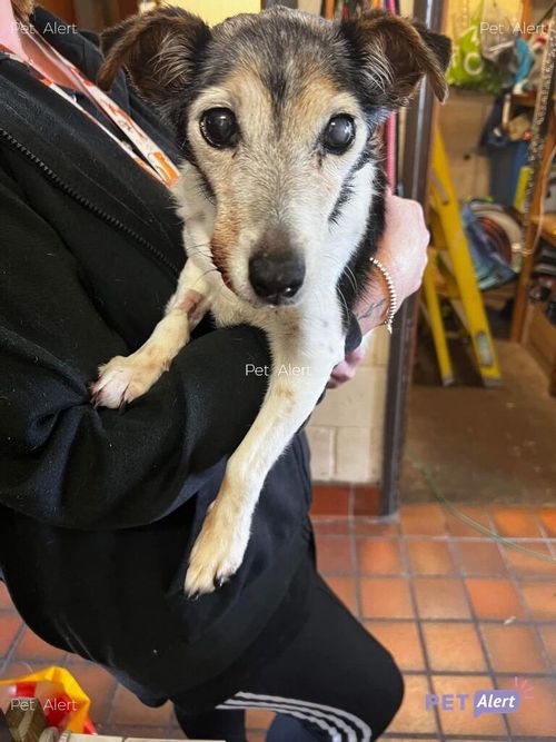 Please retweet, could all councils load stray dogs onto one website daily? Then if your dog was stolen in London and dumped in Scotland you can find him instantly instead of trying to contact every shelter in the UK within 7 days, as that is when they can be PTS or re homed.