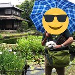 ツイートに含まれる画像