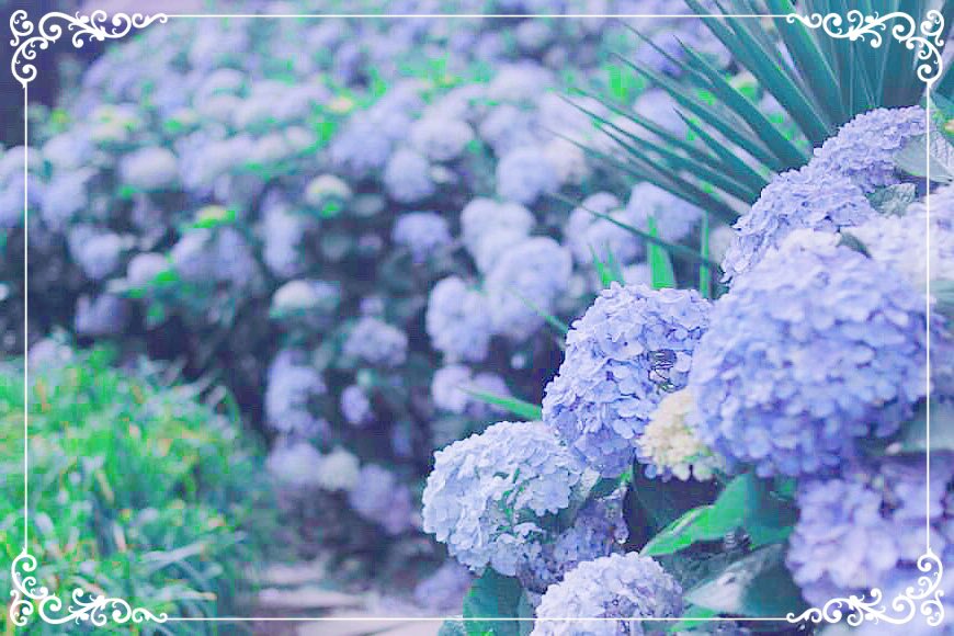 筱白 Shinoshiro Vtuber準備中on Twitter 紫色的紫陽花代表著忠貞與溫柔的永恆筱白將這一刻的永恆送給主人們汪 筱白