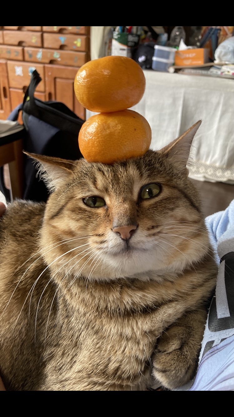 コダバさん みかん三兄弟 猫好きな人と繋がりたい 猫のいる暮らし ねこ T Co Fqgcxotpcq Twitter