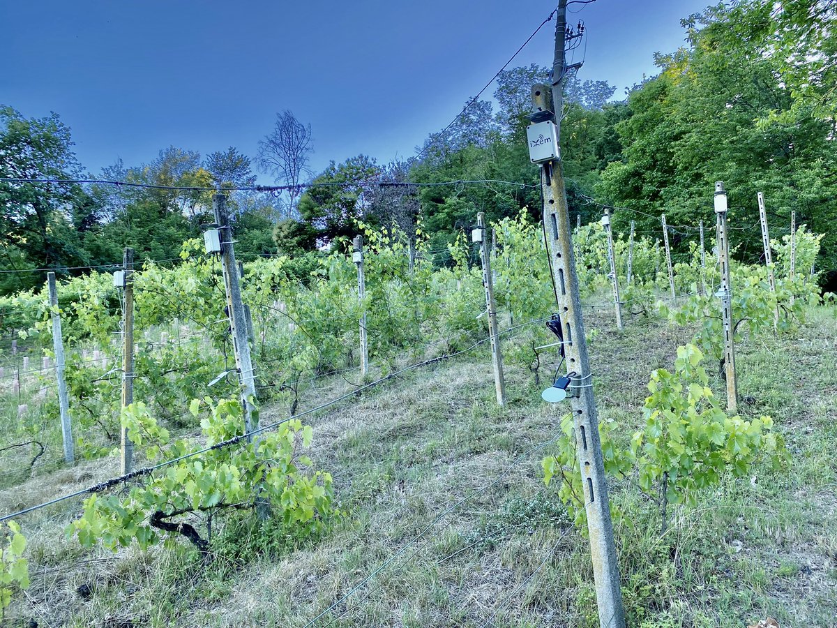 Esperimenti (a maglia 5 metri) di misura delle micro variazioni di #esposizione alla #rugiada in #vigna
I risultati in tempo reale su
console.ixem.wine
nella
#VignaDelNonno a #VerruaSavoia
<a href="/IxemWine/">iXem Wine</a> <a href="/iXemOrg/">iXem Foundation</a> <a href="/PoliTOnews/">Politecnico di Torino</a> <a href="/barberadasti/">barberadastidocg</a>