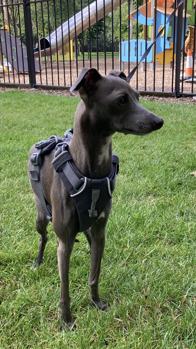 Today we met cute #italiangreyhound Tullula ciao bella!