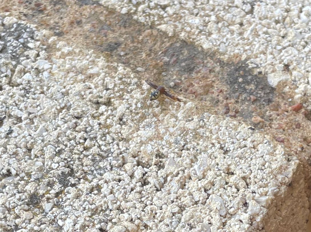 miopecronico's tweet photo. Hola! ¿Podrías indicarme qué tipo de araña es esta? Me la he encontrado en La Antilla, España. @Arachno_Cosas https://t.co/sZiTxERE8C