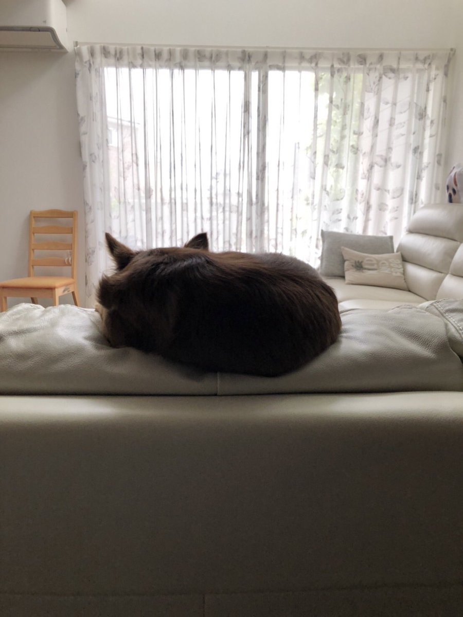 六法 (@roppou2) on Twitter photo 