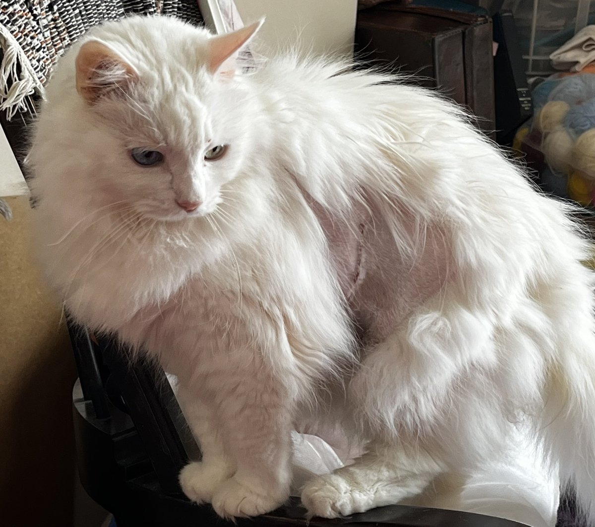 MissSpires's tweet photo. Day 6 of cat recovery she’s still very quiet but with sudden bursts of jumpy bouncy cat which worries me with all those stitches. She has also made a new friend 😄
#cat #catrecovery #whitecat https://t.co/BOwJJ2Sm21