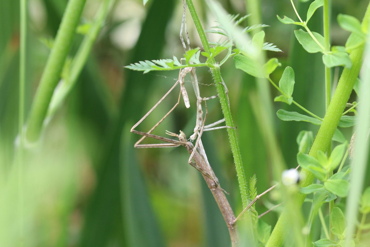 Christo324085's tweet image. Petit #Phasme Vert du 15mai a bien grandi ce matin au jardin.
( exuvie ou cannibalisme ... 🧐)