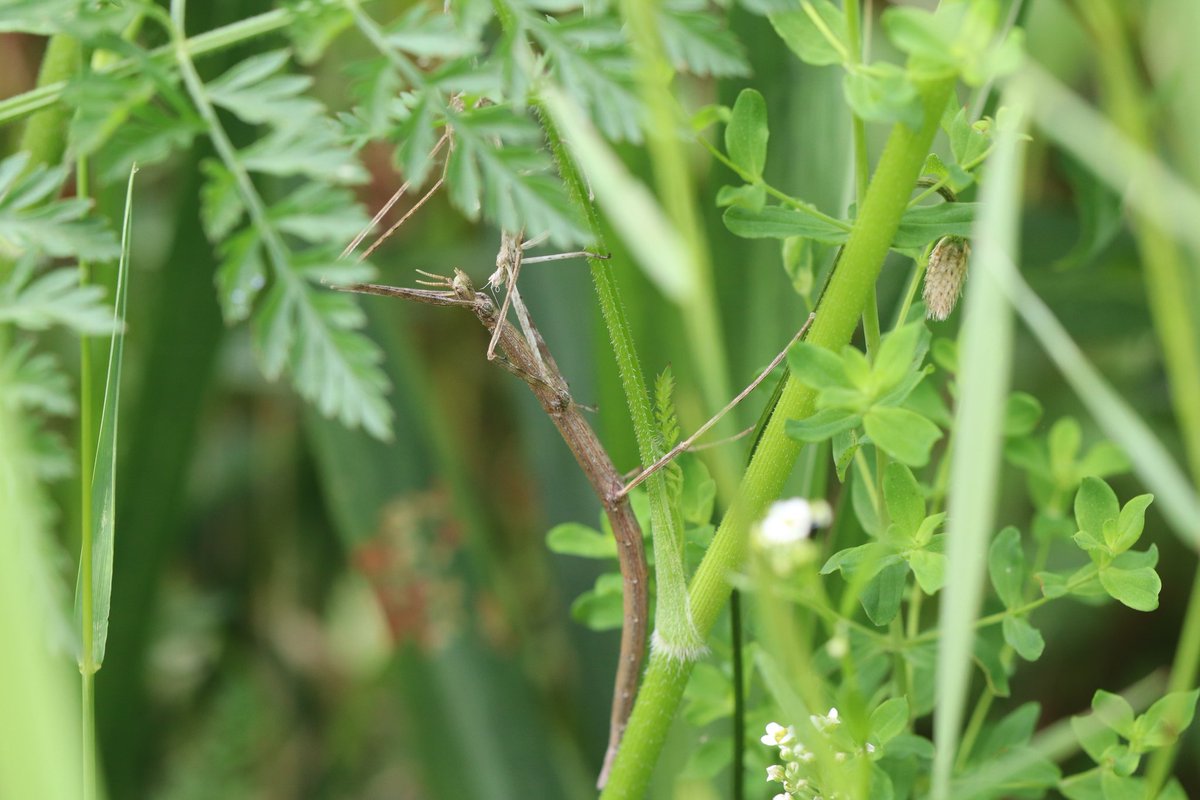 Christo324085's tweet image. Petit #Phasme Vert du 15mai a bien grandi ce matin au jardin.
( exuvie ou cannibalisme ... 🧐)