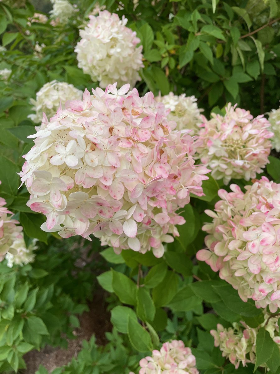 cmusichall's tweet photo. Volunteers needed to help us add some spring color to the Chandler Gardens today, Saturday June 11 from 1PM-4PM🐝🌹🌻🌸🌼 - https://t.co/R4glZtZZ0y https://t.co/e3aVXICVih