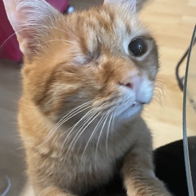leilot02's tweet photo. Bye Sam, the bestest cat ever 💔💔💔💔 https://t.co/M6xRnakNJK