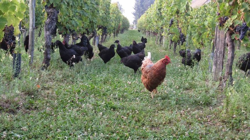 #LeSaviezVous ❓

A #Fontevraud le Restaurant, le Chef Thibaut Ruggeri travaille avec Gabriel Simon de <a href="/PoulesetVignes/">Des Poules et des vignes à Bourgueil</a> 🍴

Cet éleveur local laisse ses volailles s’épanouir en plein air entre vignes et forêts. Ses produits sont d'ailleurs à l'honneur dans les plats du chef !👏