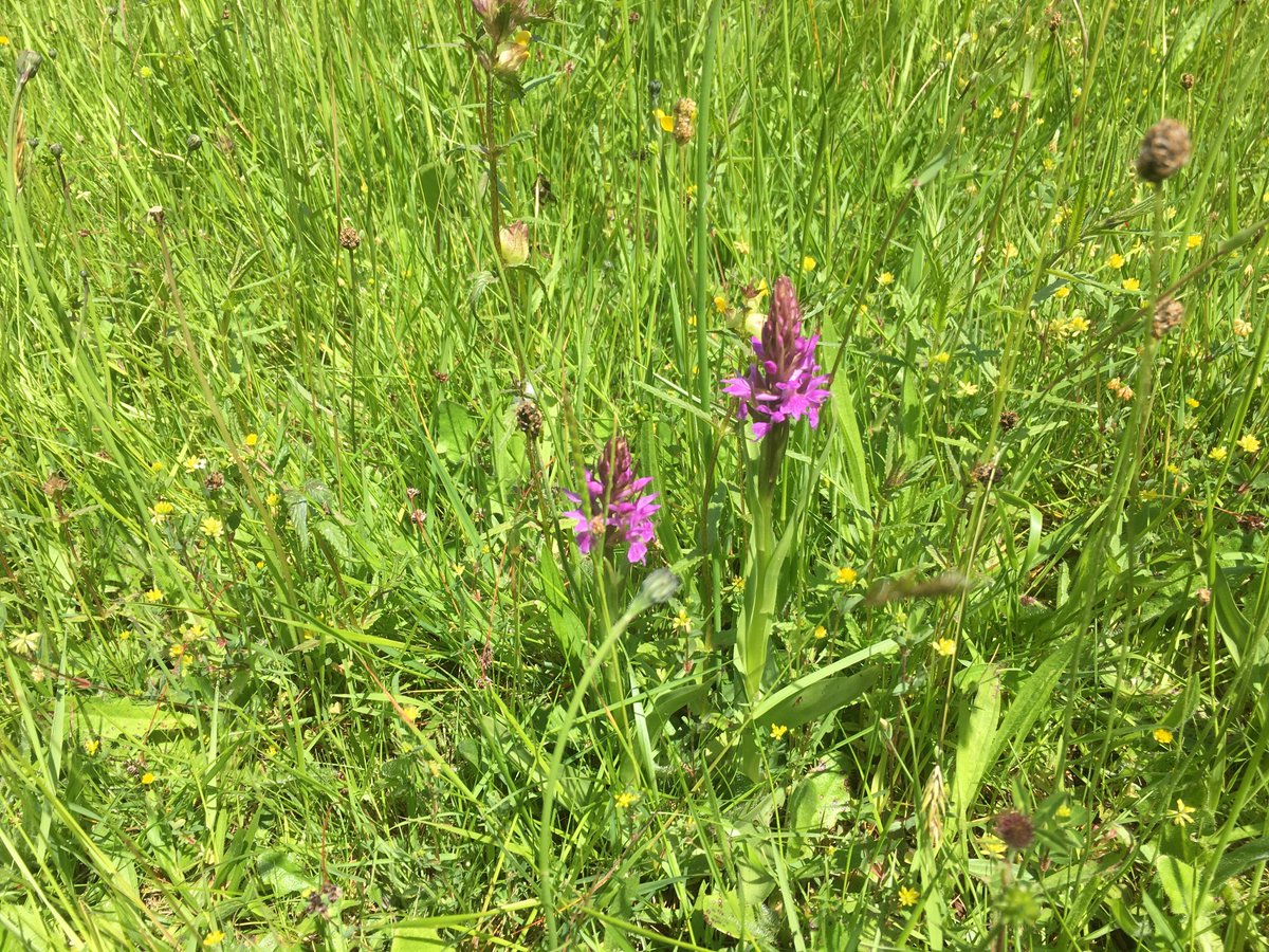 Free Wildflower Identification and Meadow Management workshop! 

📅 Tuesday 14th June, 3-6pm 
🌱 in Queen's Nympton (near South Molton).

For more information and to book your space, please email biosphere-mailbox@devon.gov.uk