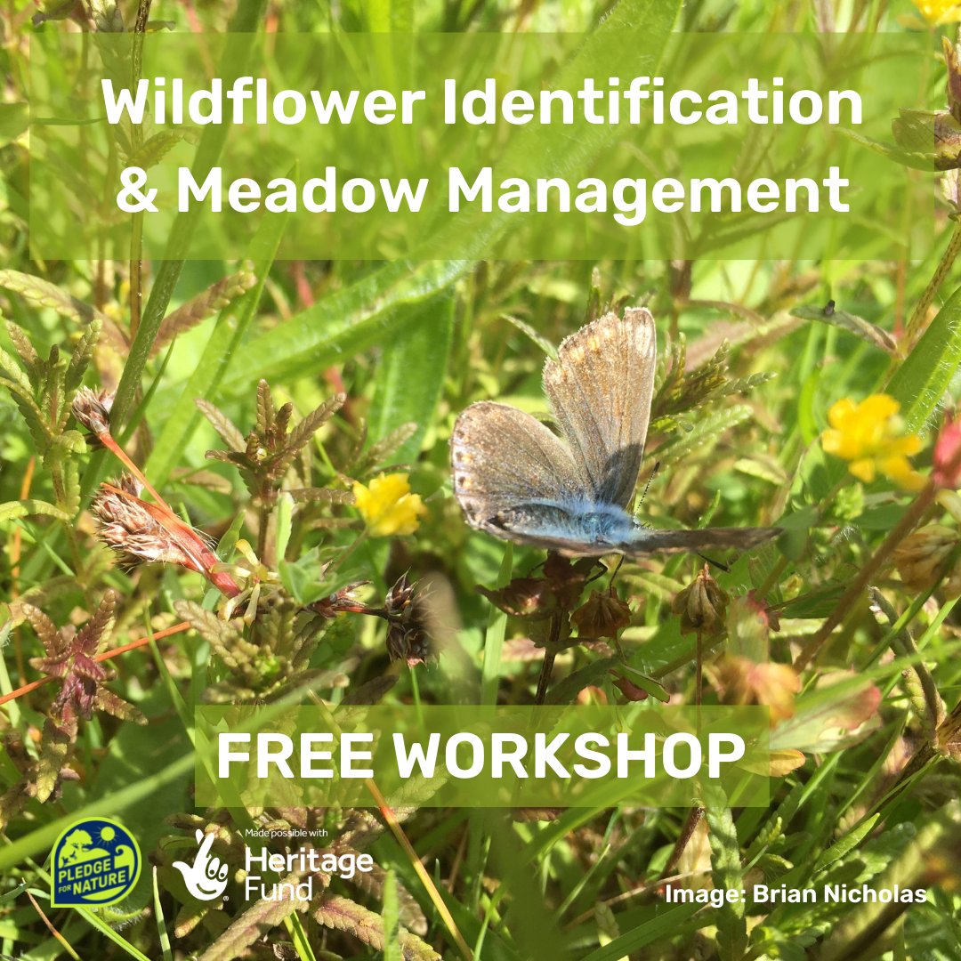 PledgeforNature's tweet photo. Free Wildflower Identification and Meadow Management workshop! 

📅 Tuesday 14th June, 3-6pm 
🌱 in Queen's Nympton (near South Molton).

For more information and to book your space, please email biosphere-mailbox@devon.gov.uk https://t.co/CtgSdwII9f