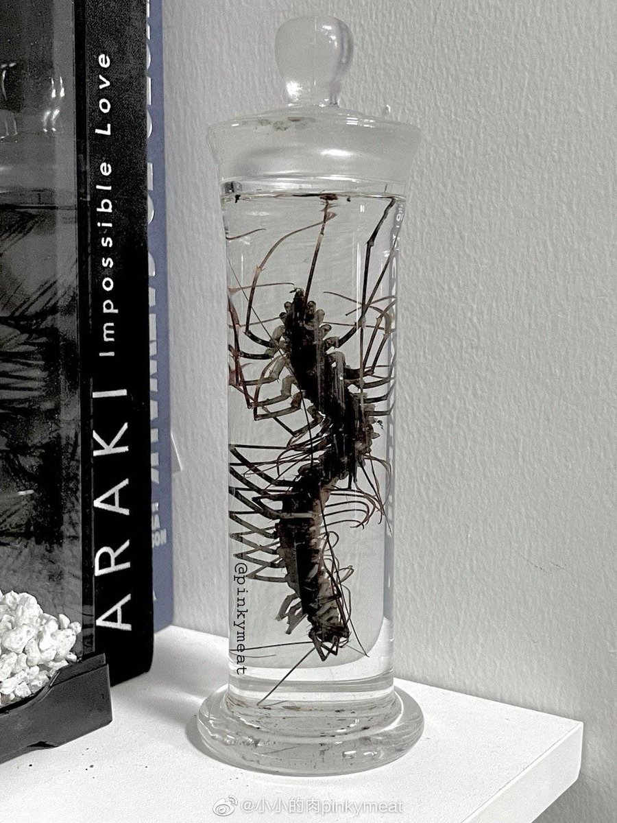 pinkymeat99's tweet photo. /#centipede #insectpicturechallenge #Buddha https://t.co/2ZbzD6aEWm
