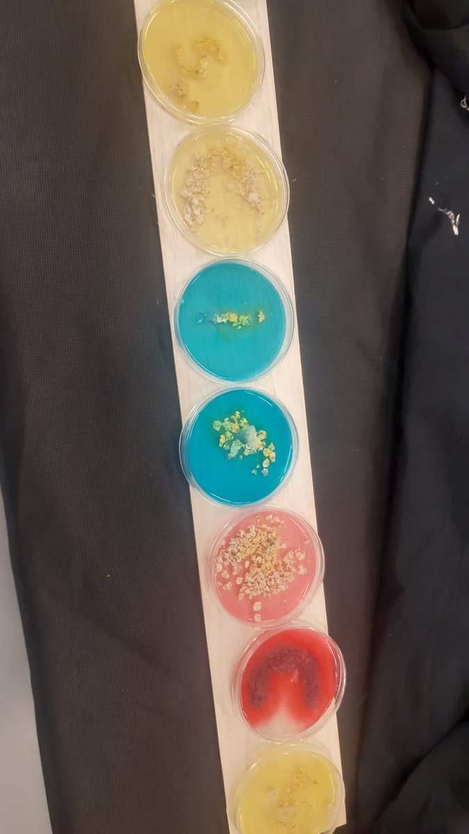 CIRASTIOc's tweet photo. Un programme chargé pour les jeunes de #Mobisciences cette année et pour #Exposcience !
Débat sur le changement climatique et leur avenir, cérémonie a salle des illustres @Toulouse ou encore projets et ateliers !
Retrouvez nous aujourd'hui jusqu'à 18h a MDQ Amouroux 😊 https://t.co/1EBmBjPH2U