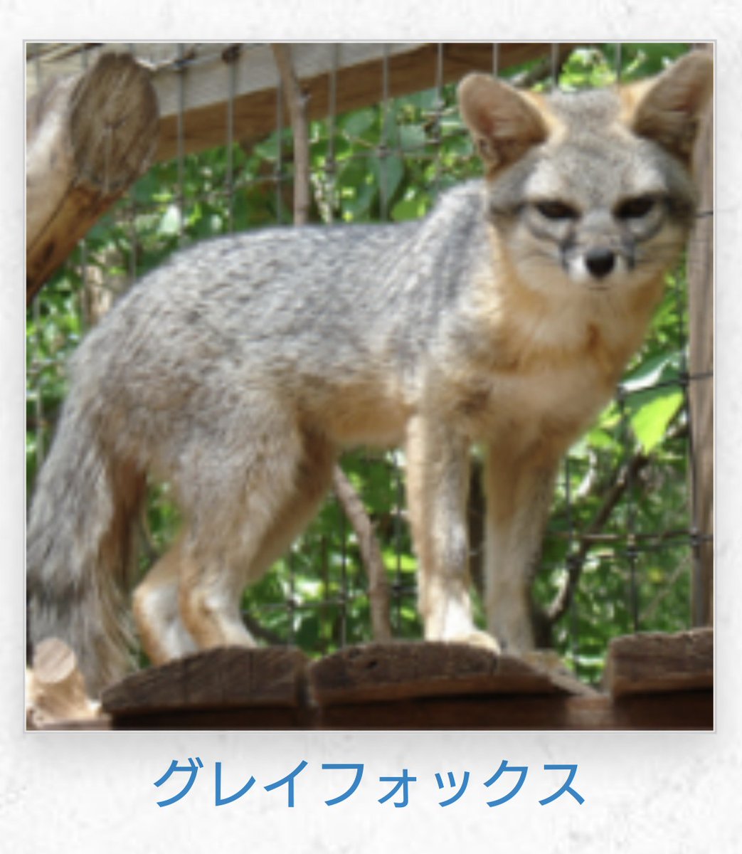 アメリカ、アマリロ動物園の謎の生き物。 結論はジョジョ立ちしている