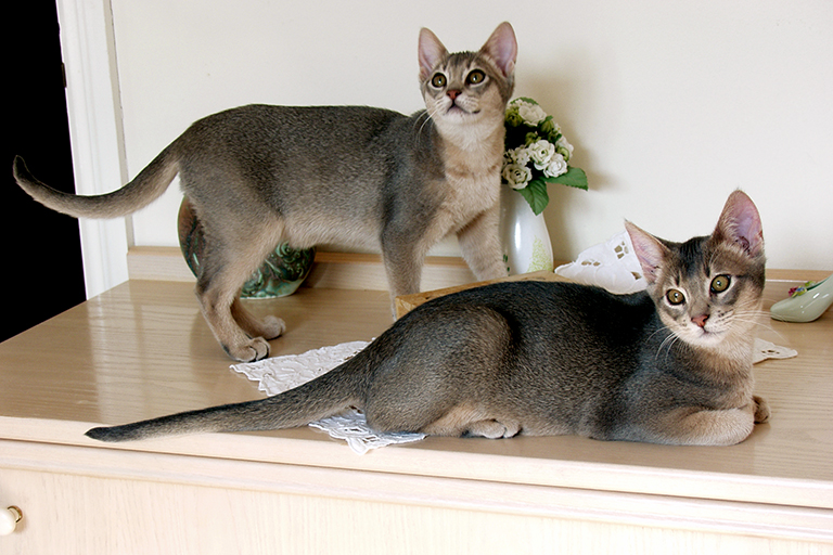 Zeppelin 🌈 and Sapphire 🌈 tweet media