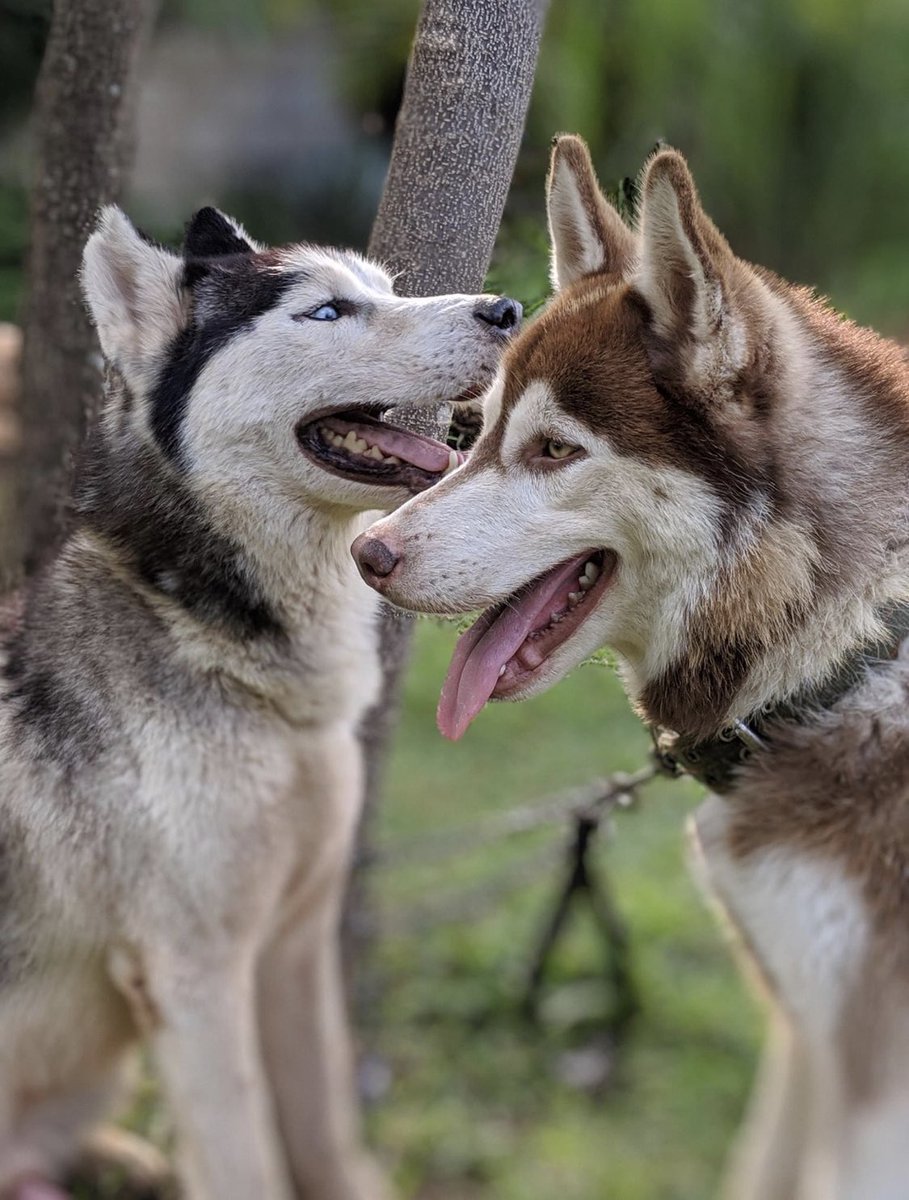 MoneyHasbulla's tweet photo. Meet Brice….one of the best dog breeders and importers  in the game🇿🇲. From Huskies to American Bullies, Pitbulls, Chow Chows, Labradors, German Shepherds, Golden Retrievers, Exotic Cats and more! https://t.co/Op5GvbrfSI