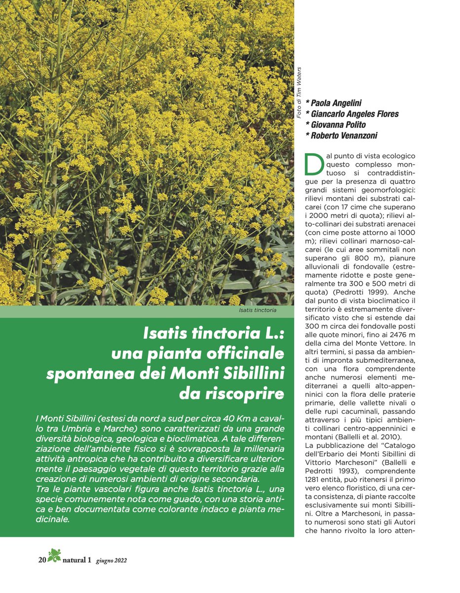 Natural1online's tweet photo. Isatis tinctoria L.: una pianta officinale spontanea dei Monti Sibillini da riscoprire

clicca sul link per leggere l'intero articolo: https://t.co/FhFpzef5mz https://t.co/mw6Wd3pDZ4