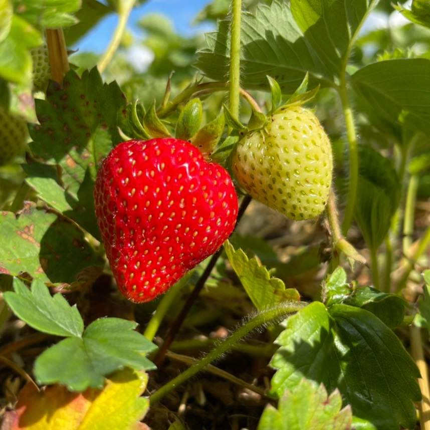 Fun House Bouncy Castles tweet media