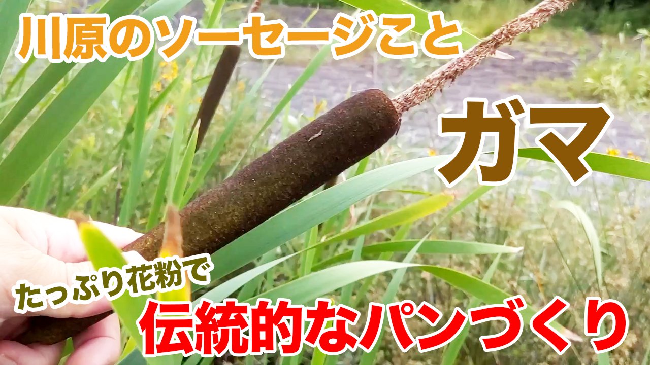 茸本 朗 たけもとあきら 野食ハンター茸本朗ch 公開中 Youtube 公開されました 夏になると水辺に現れる 野生のソーセージ ことガマの穂 実際に食べることができますが 食べられるのはソーセージ部分ではなくその中の 花粉 です という