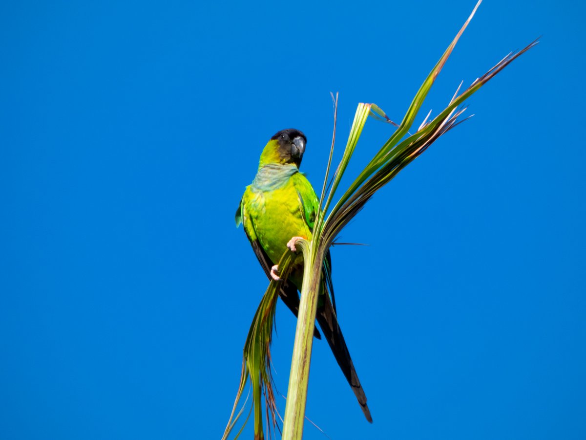 GF4Birds's tweet photo. Not a checklist bird because it's non-native, but we have flocks of these Nanday Parakeets around town.

#birds #birding #feathered #birdphotography #nature #floridabirds #florida #panasonic #lumix #whatmovesus #birds #bird #naturepics #nandayparakeet https://t.co/BNlzCjNlrs
