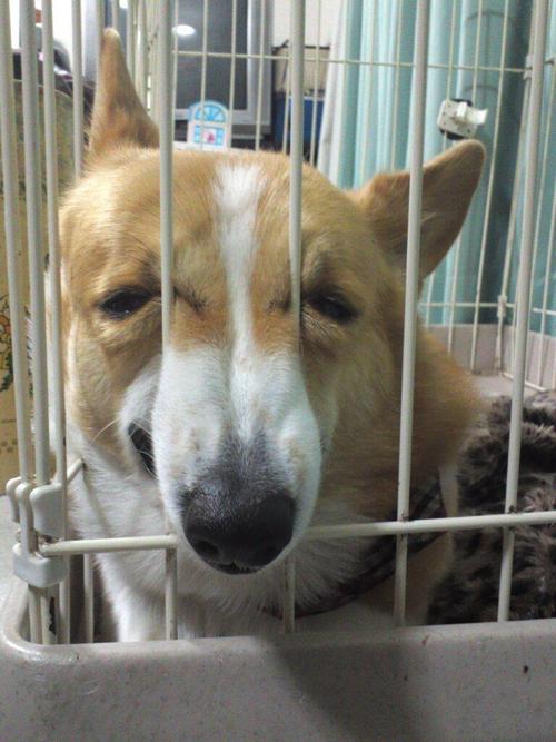 ShibaEveryHour's tweet photo. https://t.co/3azuIv0mh8