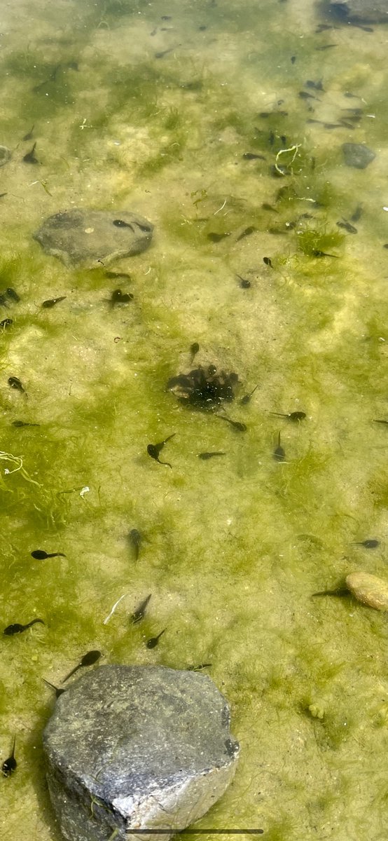 paulsayers77's tweet photo. @BBCSpringwatch @IoloWilliams2 @HannahStitfall @michaelastracha @ChrisGPackham Found these tadpoles in a rock pool on Bamburgh beach &amp; thought it was unusual. #PondWatch Saltwater toads?? 🐸 https://t.co/9tNuRRjUGW
