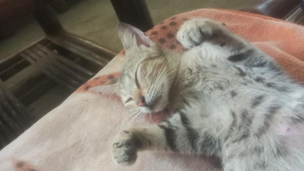 Kiray The Sleeping Cat Nft tweet media