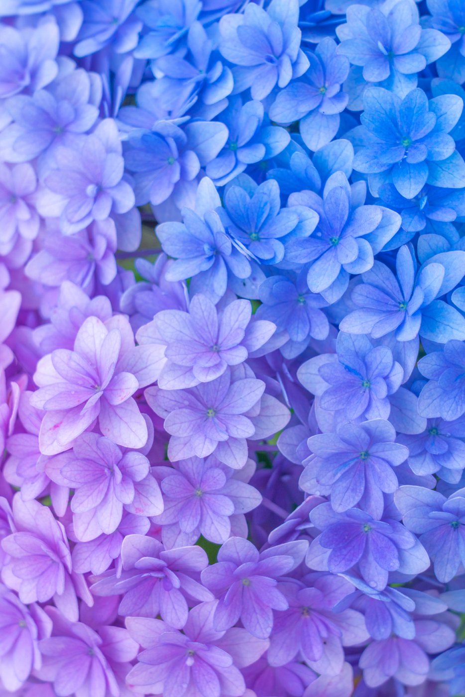 まり 青と紫の紫陽花グラデーション T Co 8zaylfwppu Twitter