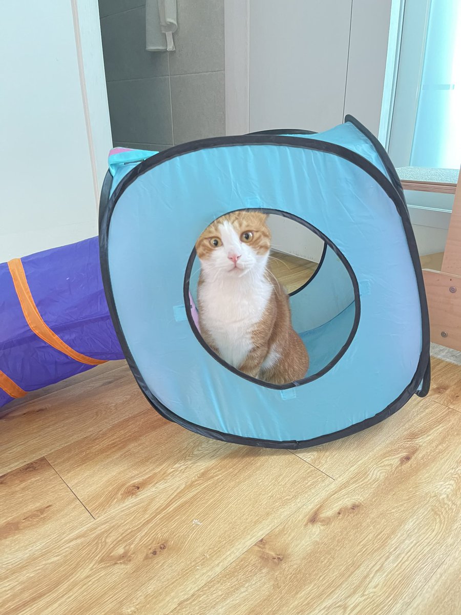 볼희의 하루(볼셰비키 혁명의 희망) (@lovethemoment30) on Twitter photo 