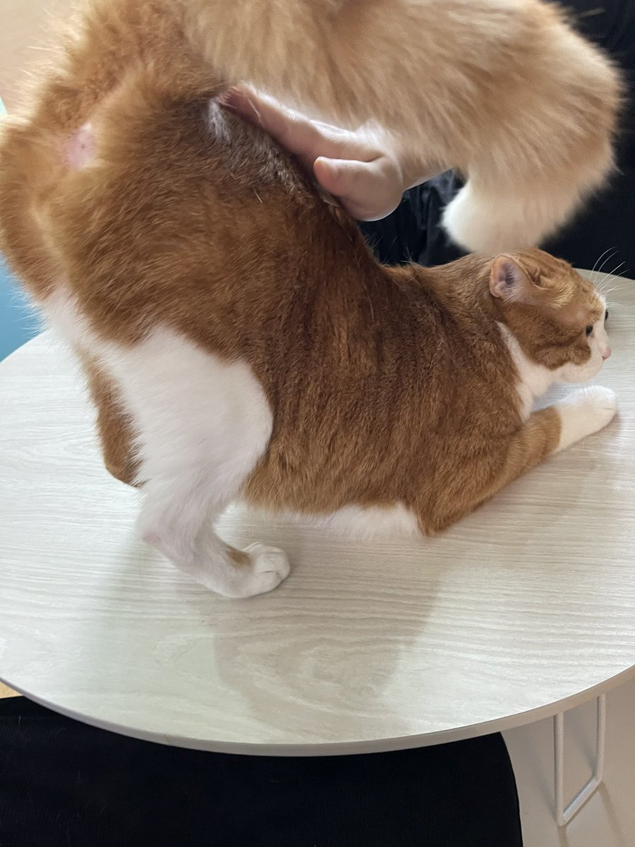 볼희의 하루(볼셰비키 혁명의 희망) (@lovethemoment30) on Twitter photo 