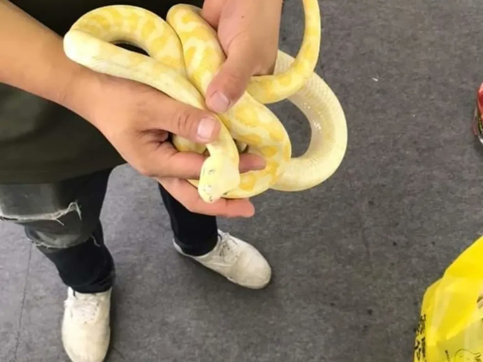 reptile_CRESTA's tweet photo. CRESTA入荷

特大カーペット3匹！

ブタたべてます！！

アルビノカーペットパイソン♀
ハイポジャガーカーペットパイソン♀
イリアンジャヤカーペットパイソン♂(ニワトリ食べます)

#爬虫類 #爬虫類専門店 #カーペットパイソン #carpetpython #carpetpythons  #reptiles #reptileavenue_cresta https://t.co/bdNKBRhcVX