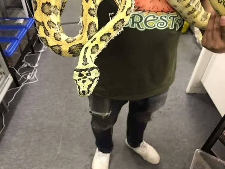 reptile_CRESTA's tweet photo. CRESTA入荷

特大カーペット3匹！

ブタたべてます！！

アルビノカーペットパイソン♀
ハイポジャガーカーペットパイソン♀
イリアンジャヤカーペットパイソン♂(ニワトリ食べます)

#爬虫類 #爬虫類専門店 #カーペットパイソン #carpetpython #carpetpythons  #reptiles #reptileavenue_cresta https://t.co/bdNKBRhcVX