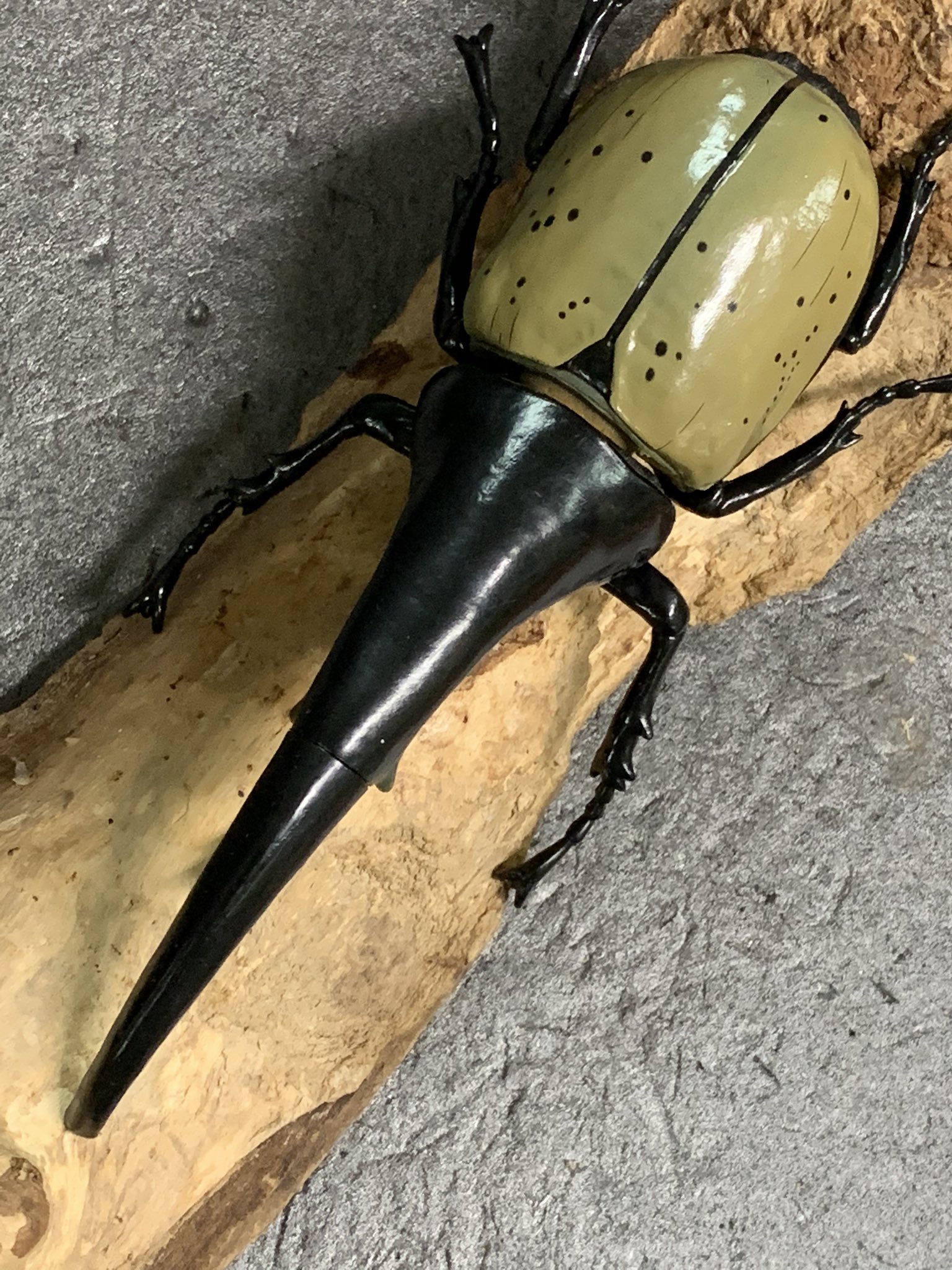 超ポイントアップ祭 ジオラマ標本 ライブ標本 甲虫 カブトムシ クワガタ カナブン ハナムグリ 虫類用品 Krazybins Com