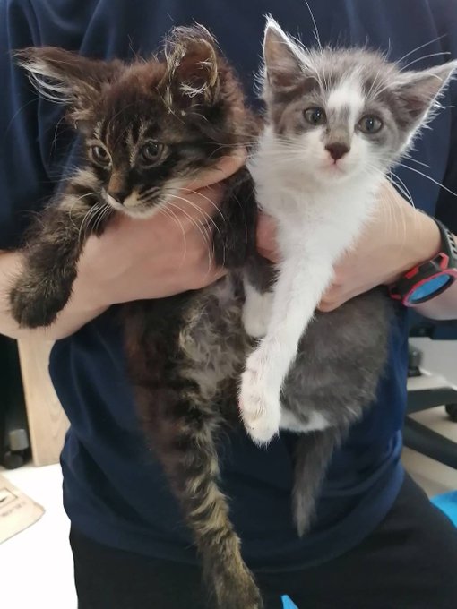 猫シャン&amp;ドライ
ビフォー⬅ ➡アフター 