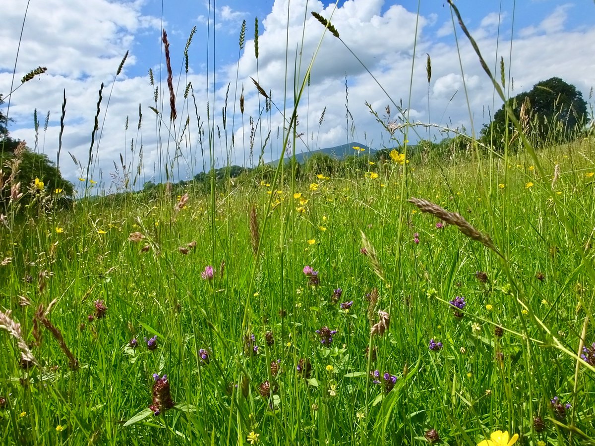 Our wildflower meadows are brimming with life 🌼🌷🪷🌸🐝🪲🐞🕊️🦋 managed by grazing livestock, naturally.

#WelshFarmingWeek #WythnosFfermioCymreig