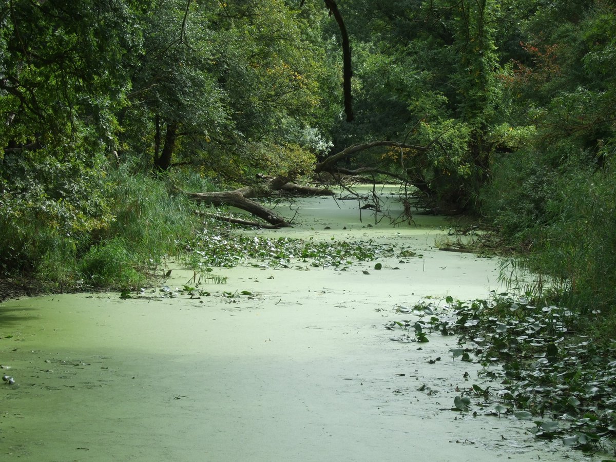 InstWater's tweet photo. Last week, the Institute of Water’s ‘Cry Me a River’ Environment Conference, highlighted why our freshwater environment is in such a poor state.  

Professor Ian Barker @droughtandflood, now asks the question - “so what do we need to do?"
 
Read more here: https://t.co/e4ev5RKO4k https://t.co/NMZGPTksJZ
