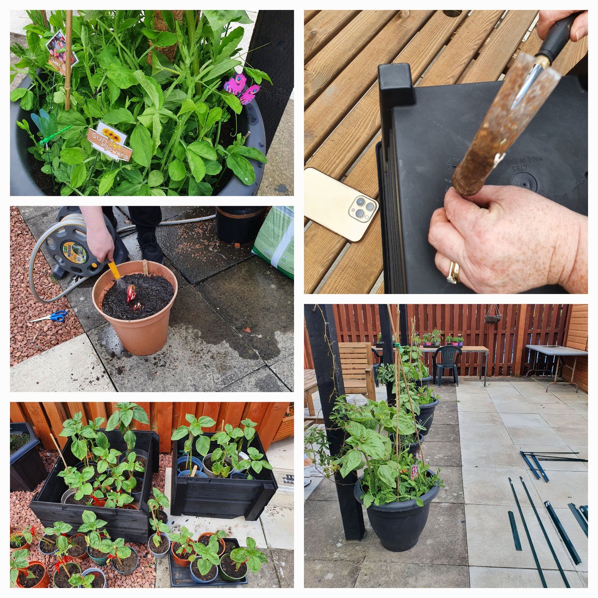 MenziesMo (@menziesmo) on Twitter photo Great potting up perennials kindly donated by <a href="/FarmerGracy/">Farmer Gracy</a> with staff and pupils at The Cottage. So much incredible work has been done so far! Love it. <a href="/CottageFalkirk/">The Cottage - Falkirk</a> @RHSSchools <a href="/LynnDayASN/">Lynn Day</a> Great potting up perennials kindly donated by <a href="/FarmerGracy/">Farmer Gracy</a> with staff and pupils at The Cottage. So much incredible work has been done so far! Love it. <a href="/CottageFalkirk/">The Cottage - Falkirk</a> @RHSSchools <a href="/LynnDayASN/">Lynn Day</a>