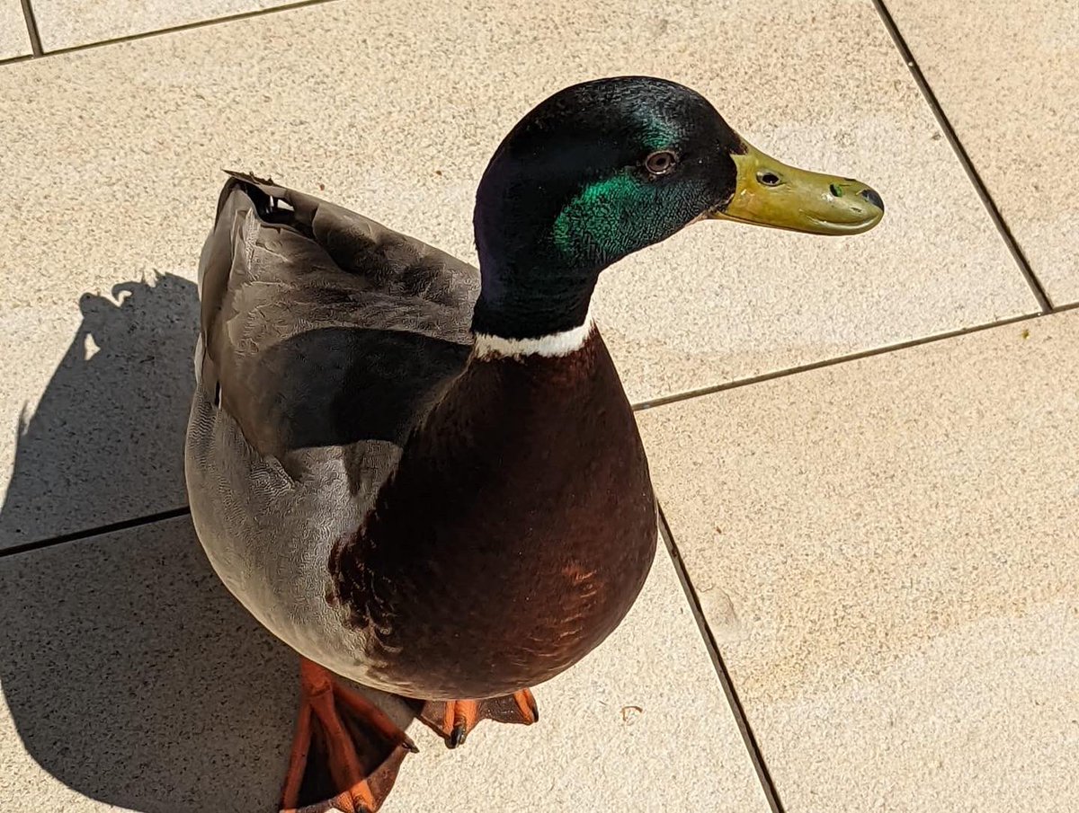 To combat the miserable weather today, here’s a photo from our shoot last week in @AlnwickGarden and our new mascot, Stuart The Mallard!
#mallardduck #alnwickgardens #alnwickpoisongarden