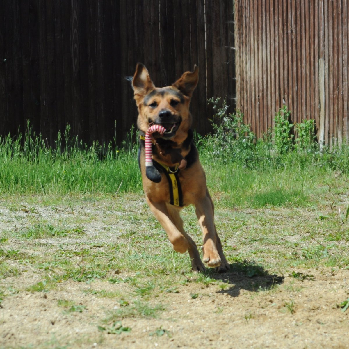 Dogs Trust Canterbury (@dt_canterbury) on Twitter photo Erin thinks Mondays are for play time... infact every day is play time when she's around π
See her profile here: dogstrust.org.uk/rehoming/dogs/β¦
<a href="/DogsTrust/">Dogs Trust ππΆ</a> #AdoptDontShop #giveadogahome <a href="/DT_Canterbury/">Dogs Trust Canterbury</a> #rescue #crossbreed Erin thinks Mondays are for play time... infact every day is play time when she's around π
See her profile here: dogstrust.org.uk/rehoming/dogs/β¦
<a href="/DogsTrust/">Dogs Trust ππΆ</a> #AdoptDontShop #giveadogahome <a href="/DT_Canterbury/">Dogs Trust Canterbury</a> #rescue #crossbreed