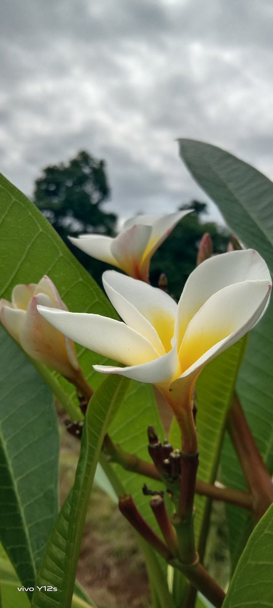 AlmonteRonabel's tweet photo. Beautiful flower🥰🥰 https://t.co/XqqG4d0W1a