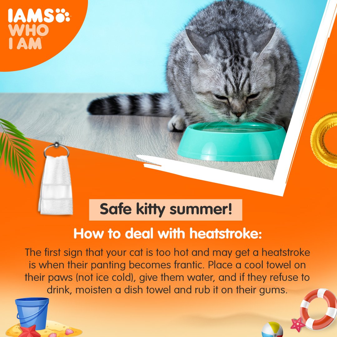 IndiaIams's tweet photo. Let us all practice a #SafeKittySummer and make sure our kitties are healthy &amp; happy!

#IAMS #IAMSWhoIAm #TailoredNutrition #UniqueBest #DogFood #DogHealth #Doggo #Dog #DogLife #HealthyDog #Dogstagram #Summer #SummerCare #Care #CatCare #CatWellness https://t.co/tynWXIAoJ0